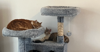 théo pet sitter à BELLEVIGNE EN LAYON 49380_0