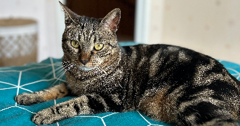 cathy pet sitter à CHIDRAC 63320_2