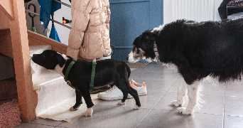axelle pet sitter à SONCHAMP 78120_8