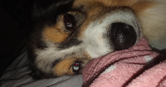 myriam pet sitter à GARDANNE 13120_10