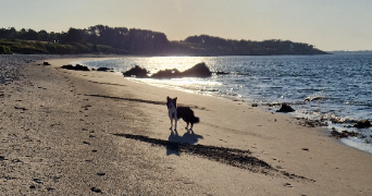 cynthia pet sitter à SOINDRES 78200_1