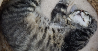 isabelle cat sitter à ST GENEST LERPT 42530_8