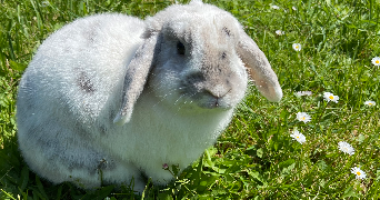 faustine pet sitter à VIGNEULLES LES HATTONCHATEL 55210_1
