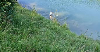 sandrine pet sitter à ST ORENS DE GAMEVILLE 31650_14