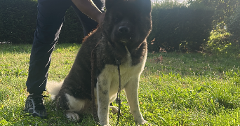noelia pet sitter à MITRY MORY 77290_1