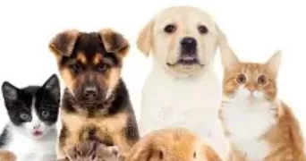 caroline pet sitter à ETAING 62156