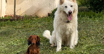 luisa pet sitter à LA CROIX VALMER 83420_1