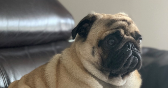 jean marc pet sitter à ARRAS 62000_4