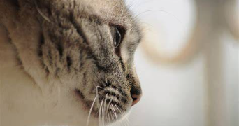 moéra pet sitter à PANTIN 93500_0