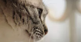 moéra pet sitter à PANTIN 93500