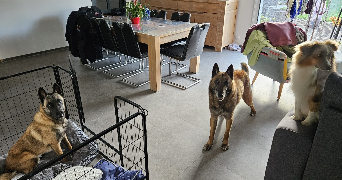 oriane pet sitter à ANGERS 49000_6