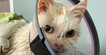 amélie pet sitter à PARIS 13 75013_1