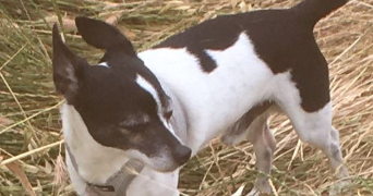 corinne pet sitter à MONTEUX 84170_8