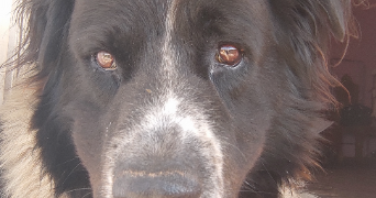 vinciane pet sitter à TOULON 83000_6