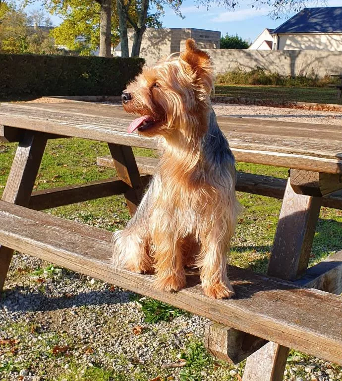 audrey pet sitter à Romorantin-Lanthenay 41200