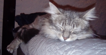 chrystelle pet sitter à ST MARTIN DES NOYERS 85140_3