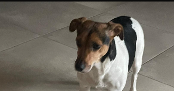 delphine pet sitter à PONTAULT COMBAULT 77340_3