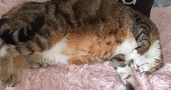 manon pet sitter à NANCY 54000_1