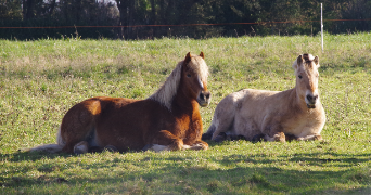 marine pet sitter à TREGUNC 29910_1