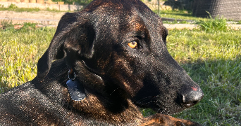 esther pet sitter à AURIBEAU SUR SIAGNE 06810_6