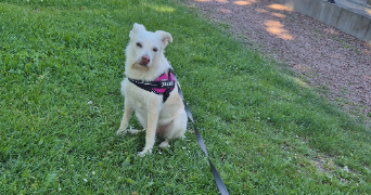 mélodie pet sitter à FACHES THUMESNIL 59155_5