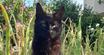 noémie pet sitter à ST ETIENNE 42100_5