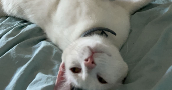 léa pet sitter à FREJUS 83600_6