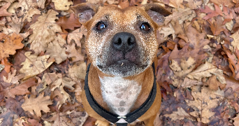 morgan pet sitter à TULLE 19000_4