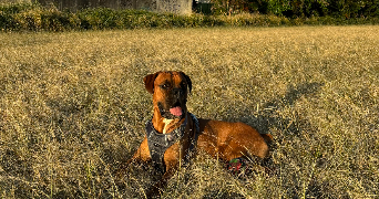 eva pet sitter à BORDEAUX 33300_3
