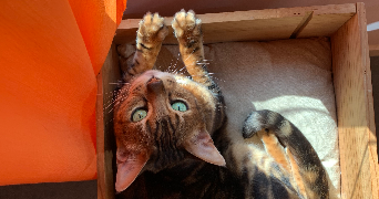 willis pet sitter à VILLENAVE D ORNON 33140_2