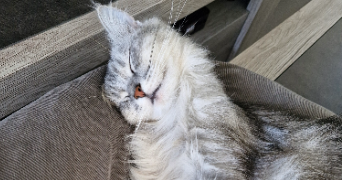 sonia pet sitter à LOUVRES 95380_2