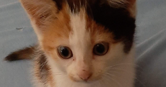 alexandre pet sitter à VITRY EN PERTHOIS 51300_0