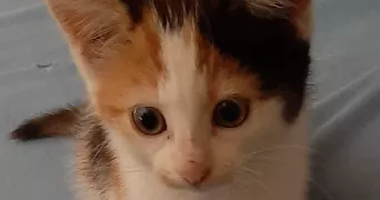 alexandre pet sitter à VITRY EN PERTHOIS 51300