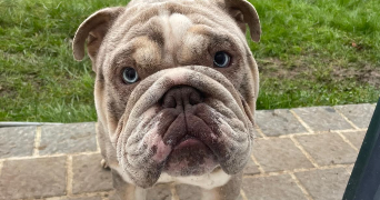 delphine pet sitter à PONTAULT COMBAULT 77340_1