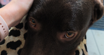 ophely pet sitter à HAISNES 62138_7