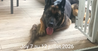 corine pet sitter à MARSEILLE 12 13012_1