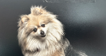 victoria pet sitter à BLENOD LES PONT A MOUSSON 54700_0