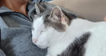 ambre pet sitter à ANGERS 49100_2