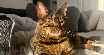 lucie cat sitter à AMIENS 80000_7