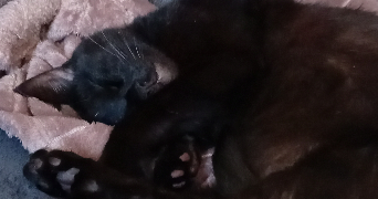 mélanie pet sitter à DUNKERQUE 59240_2