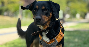 yllona pet sitter à TOURS 37000_3