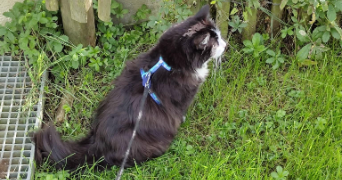 maéva pet sitter à RENNES 35200_3