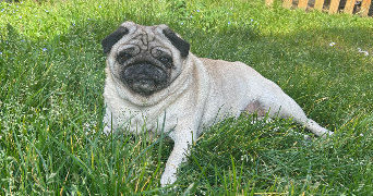 jules pet sitter à ECHILLAIS 17620_0