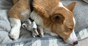 hélène pet sitter à ST SATURNIN LES APT 84490_6