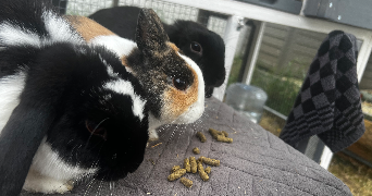 marie pet sitter à CISSAC MEDOC 33250_1