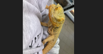 clemence pet sitter à OSTRICOURT 59162_3