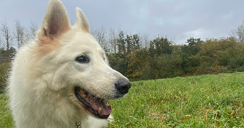 soline pet sitter à Lannion 22300_17