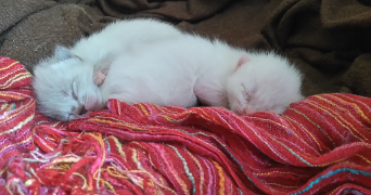 gwladys pet sitter à AUSSONNE 31840_3