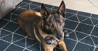 jémilia pet sitter à LE THUIT DE L OISON 27370_1