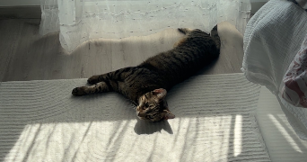 katia pet sitter à REIGNIER ESERY 74930_2